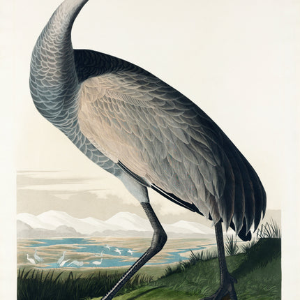 John James Audubon Hooping Crane fabric panel