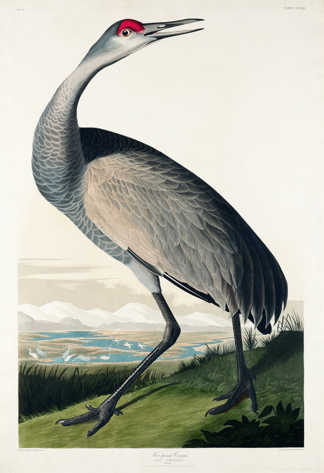 John James Audubon Hooping Crane fabric panel
