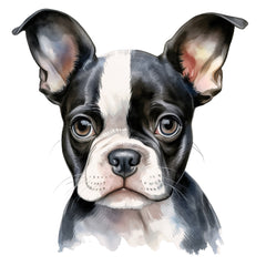 Collection image for: Boston Terrier