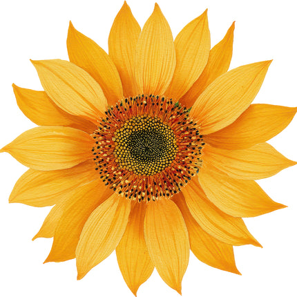 sunflower quilt block