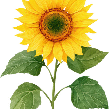 Sunflower 100% Cotton Fabric Panel Block AN2072
