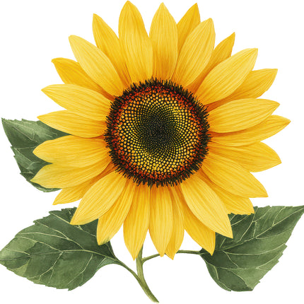 Sunflower 100% Cotton Fabric Panel Block AN2073