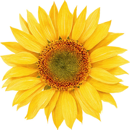 Sunflower 100% Cotton Fabric Panel Block AN2074