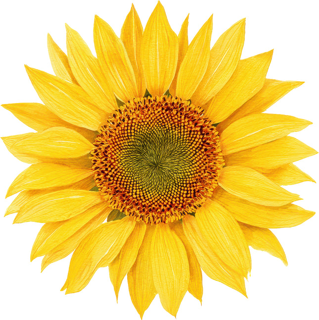Sunflower 100% Cotton Fabric Panel Block AN2074