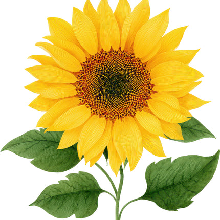 Sunflower 100% Cotton Fabric Panel Block AN2075