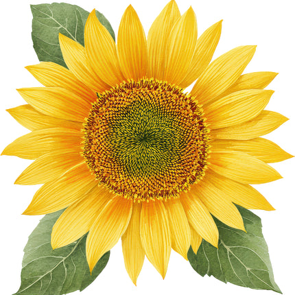 Sunflower 100% Cotton Fabric Panel Block AN2081