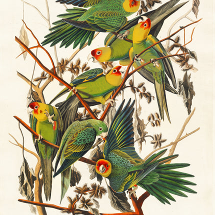 John James Audubon parrots fabric panel