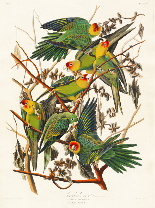 John James Audubon parrots fabric panel