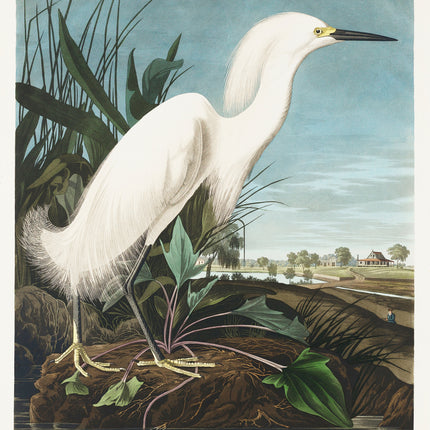 John James Audubon snowy egret fabric panel