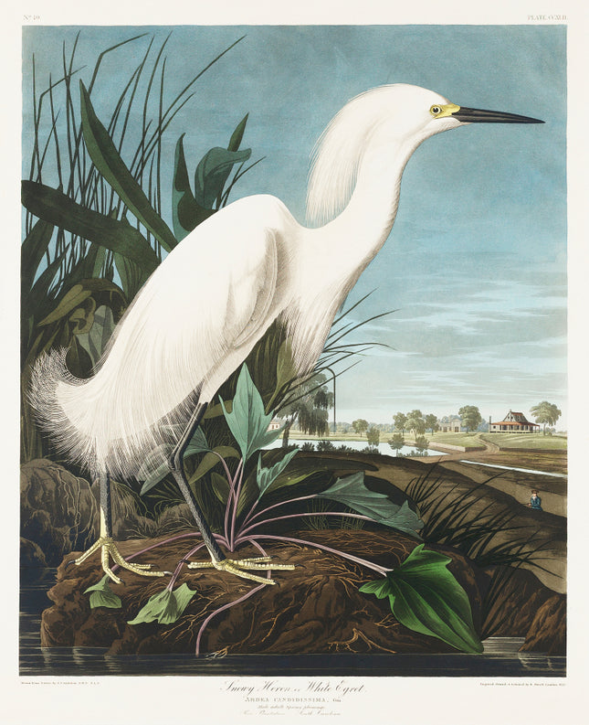 John James Audubon snowy egret fabric panel