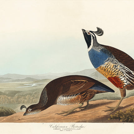 John James Audubon partridge fabric panel