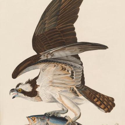 John James Audubon osprey fabric panel