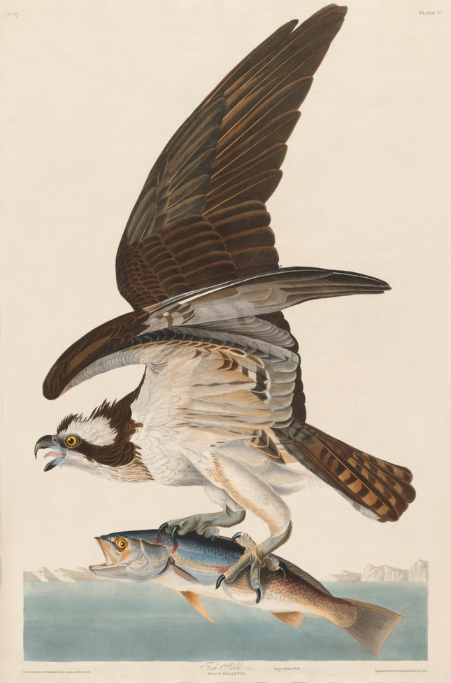 John James Audubon osprey fabric panel