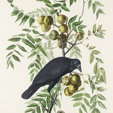 John James Audubon crow fabric panel