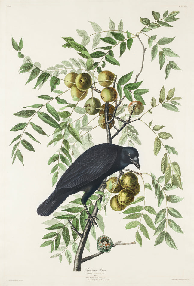 John James Audubon crow fabric panel
