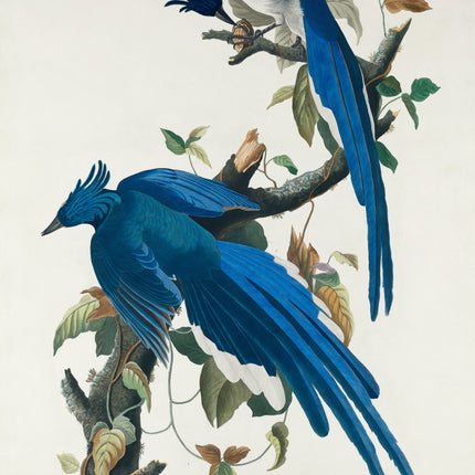 John James Audubon blue birds fabric panel
