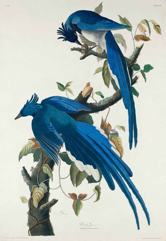 John James Audubon blue birds fabric panel