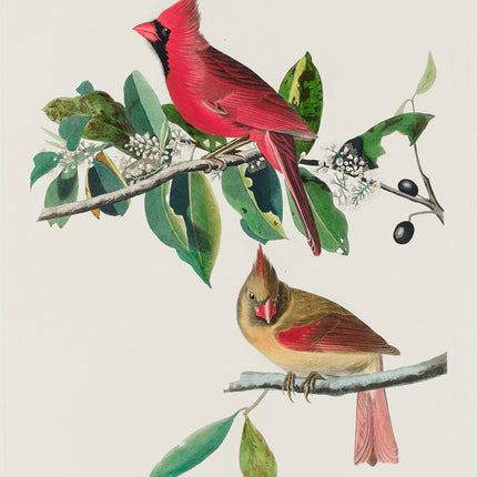 John James Audubon cardinals fabric panel