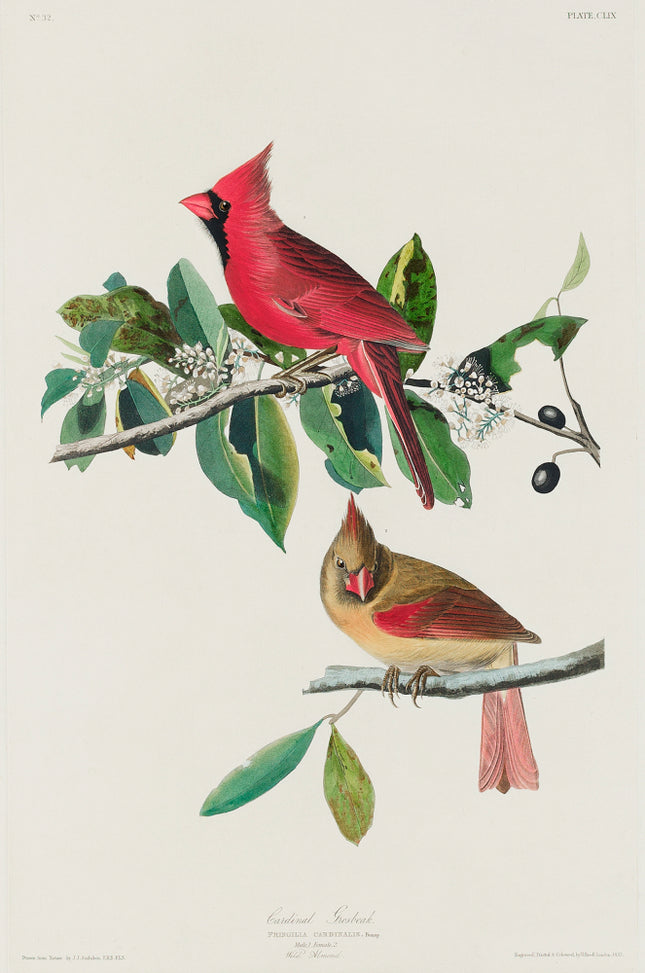 John James Audubon cardinals fabric panel