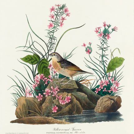 John James Audubon sparrow fabric panel