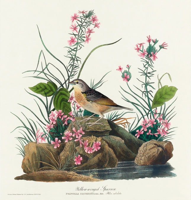 John James Audubon sparrow fabric panel