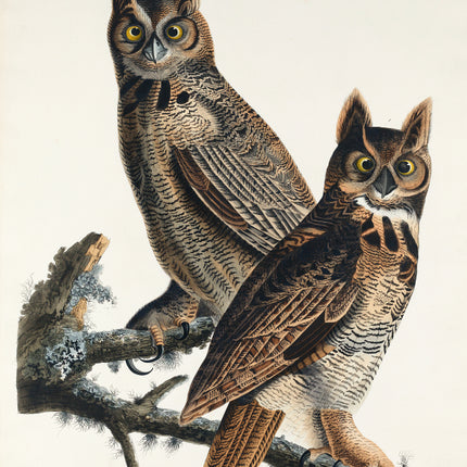 John James Audubon great horned owls fabric panel