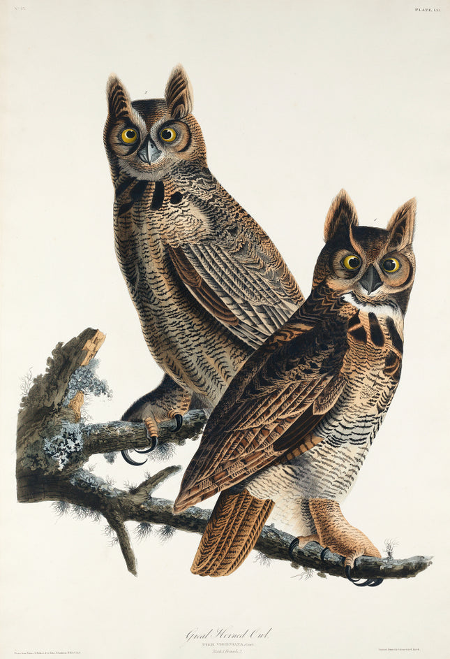 John James Audubon great horned owls fabric panel