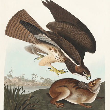 John James Audubon hawk fabric panel