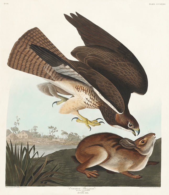 John James Audubon hawk fabric panel