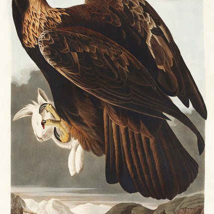 John James Audubon fabric panel