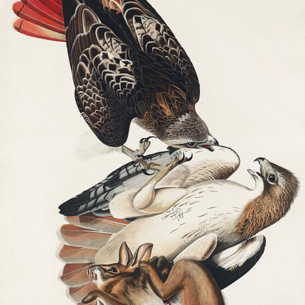 John James Audubon hawk and rabbit fabric panel