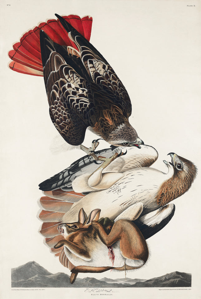 John James Audubon hawk and rabbit fabric panel