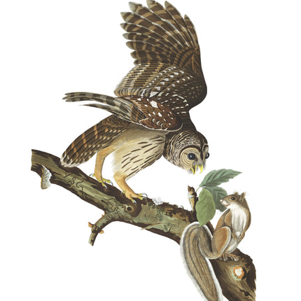 John James Audubon fabric panel. Barred Owl