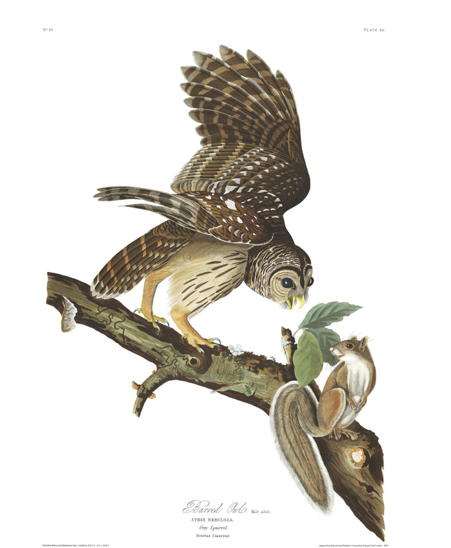 John James Audubon fabric panel. Barred Owl