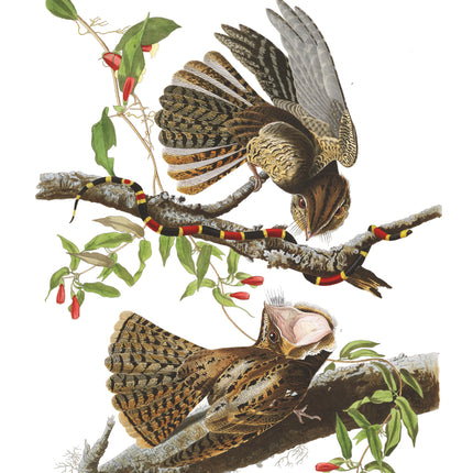 John James Audubon cotton fabric panel