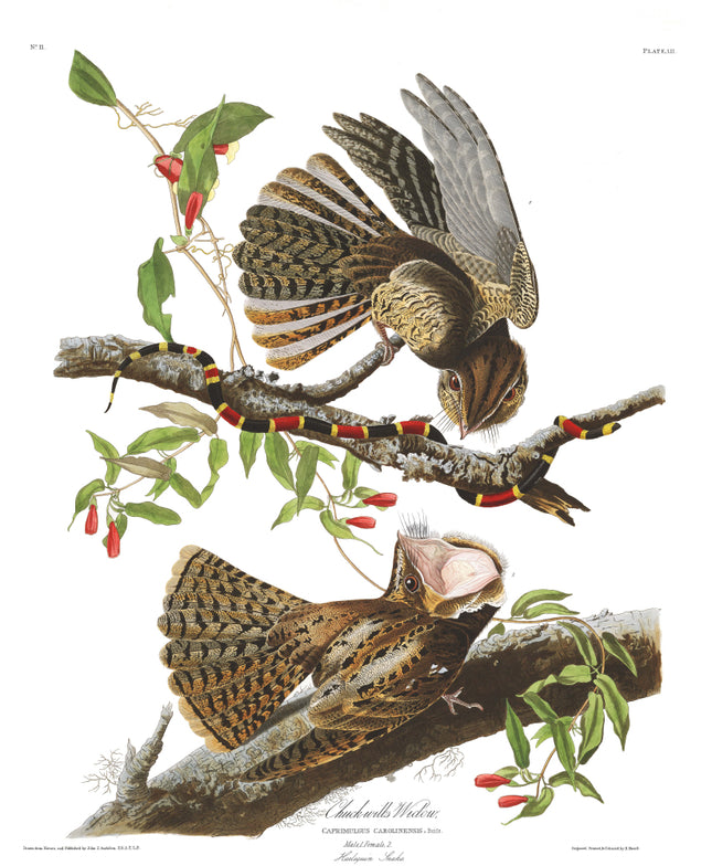 John James Audubon cotton fabric panel