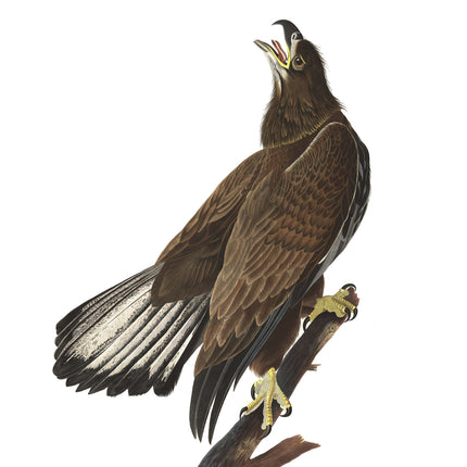 John James Audubon eagle cotton fabric panel