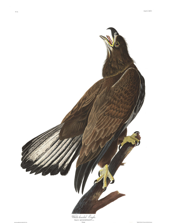 John James Audubon eagle cotton fabric panel
