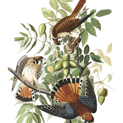 John James Audubon hawks cotton fabric panel