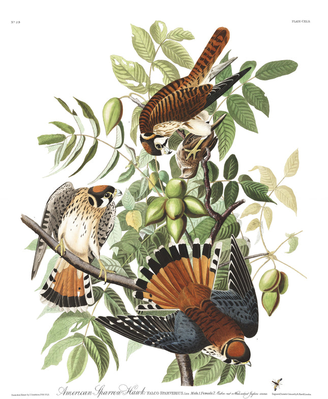 John James Audubon Sparrow Hawk 100% Cotton Fabric Panel AN830