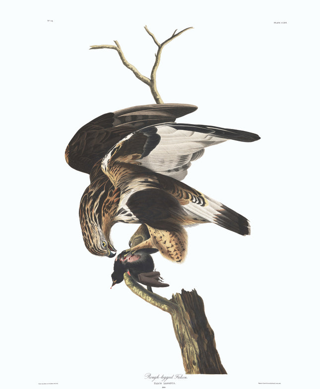 John James Audubon Rough Legged Falcon 100% Cotton Fabric Panel AN831