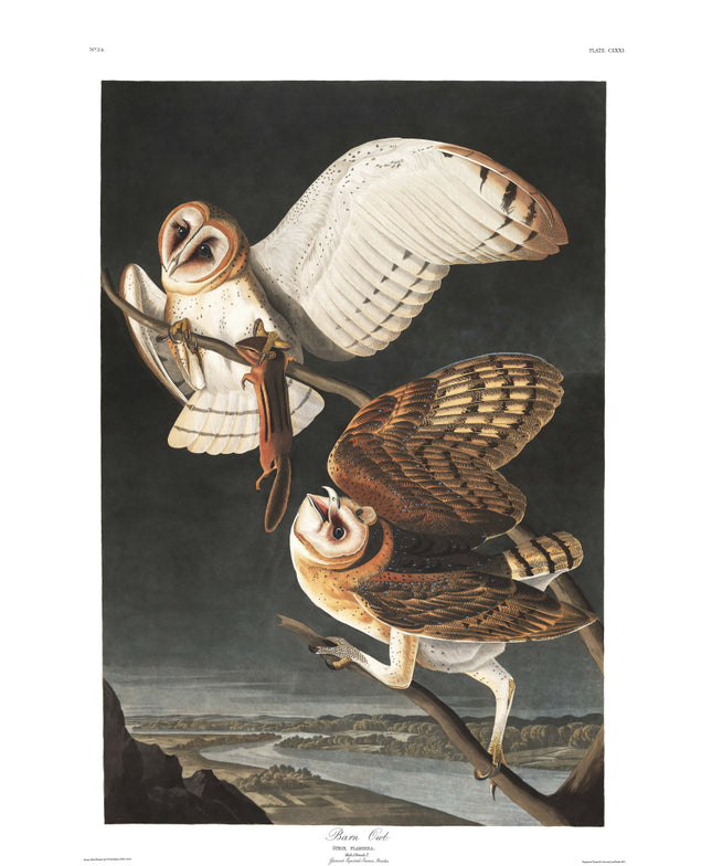 John James Audubon Barn Owls 100% Cotton Fabric Panel AN832