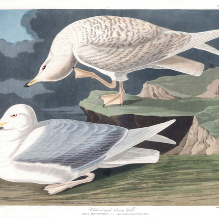 John James Audubon gull cotton fabric panel