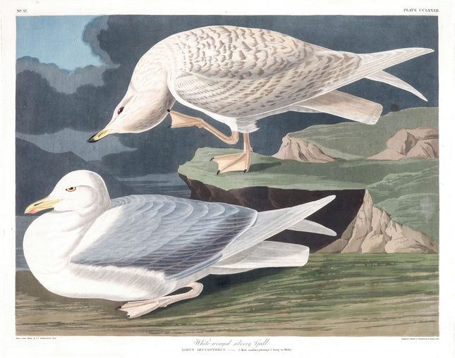 John James Audubon White Winged Gull 100% Cotton Fabric Panel AN833