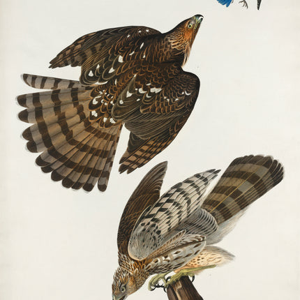 John James Audubon Stanley Hawks fabric panel