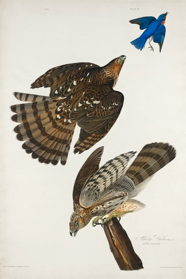 John James Audubon Stanley Hawks fabric panel