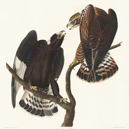 John James Audubon hawks cotton fabric panel