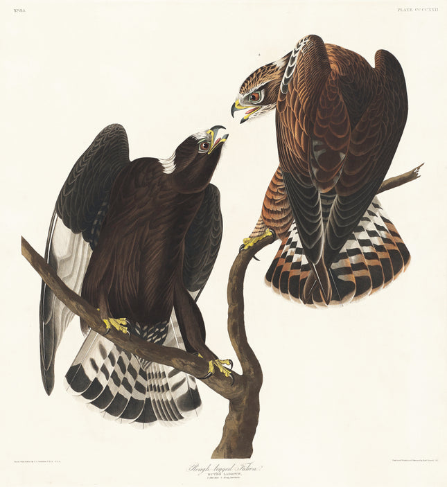 John James Audubon Rough Legged Falcon 100% Cotton Fabric Panel AN836