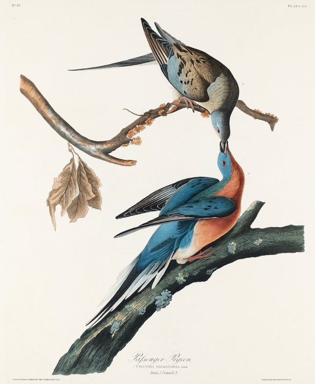 John James Audubon cotton fabric panel