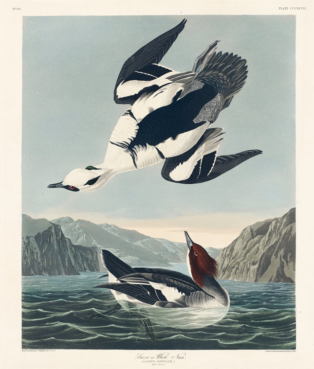 John James Audubon cotton fabric panel